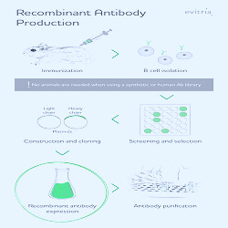 Recombinant Antibody - 7 facts about recombinant antibodies